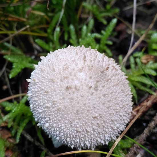 Lycoperdon perlatum: Mushroom in habitat Temperate forest in the NatureSpots App