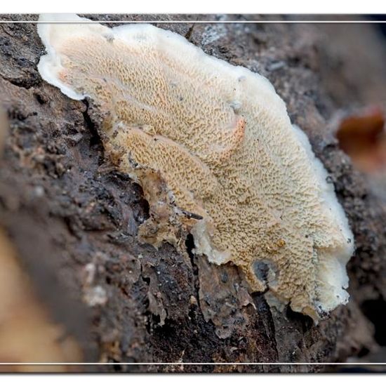 Phlebia tremellosa: Pilz im Habitat Garten in der NatureSpots App