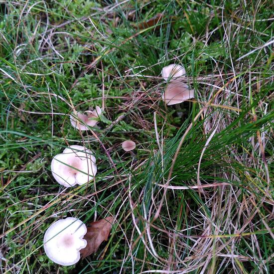 Clitocybe: Mushroom in habitat Temperate forest in the NatureSpots App