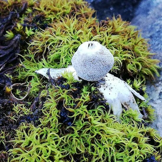 Geastrum minimum: Mushroom in habitat Temperate forest in the NatureSpots App