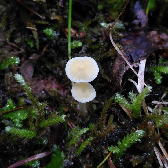 Mycena: Mushroom in habitat Temperate forest in the NatureSpots App