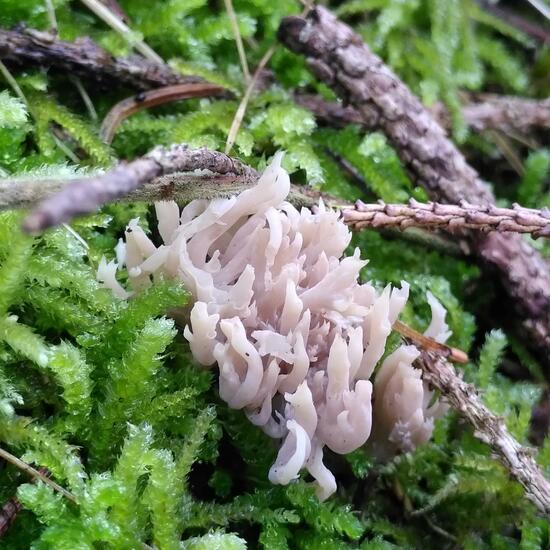 Clavulina cristata: Mushroom in habitat Temperate forest in the NatureSpots App
