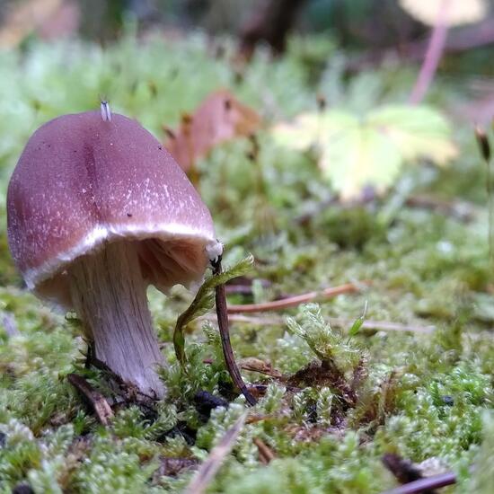 Psathyrella bipellis: Mushroom in habitat Temperate forest in the NatureSpots App
