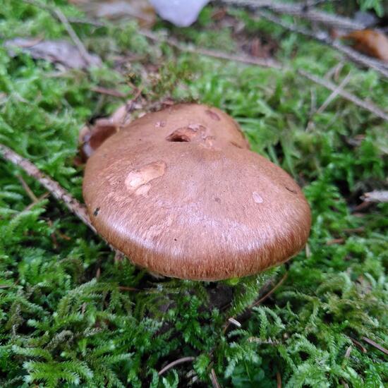 Tricholoma: Mushroom in habitat Temperate forest in the NatureSpots App