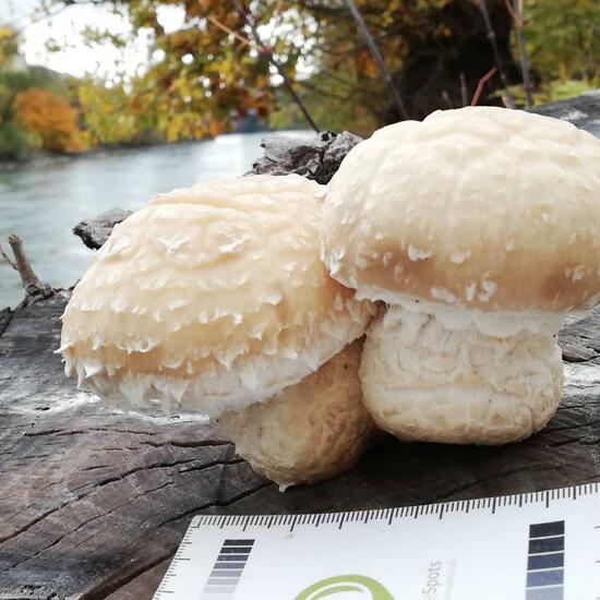 Pholiota populnea: Mushroom in nature in the NatureSpots App