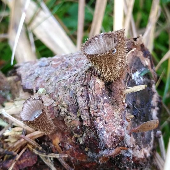 Eine unbekannte Art: Pilz im Habitat Wald der gemäßigten Breiten in der NatureSpots App