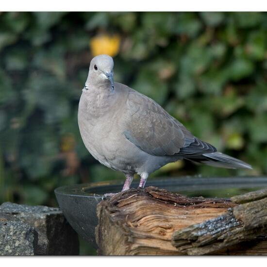 Eurasian Collared Dove: Animal in habitat Garden in the NatureSpots App