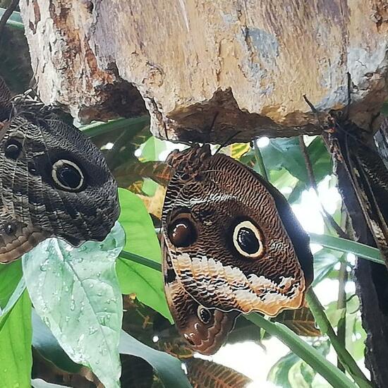 Lepidoptera: Animal in habitat Zoo in the NatureSpots App