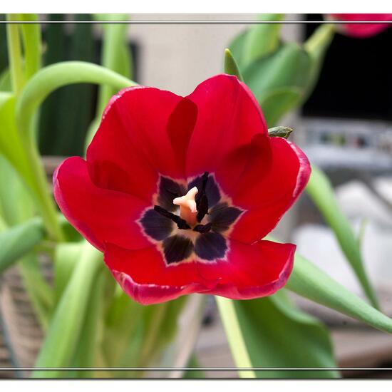 Tulipa affinis: Plant in habitat Living space or Indoor in the NatureSpots App