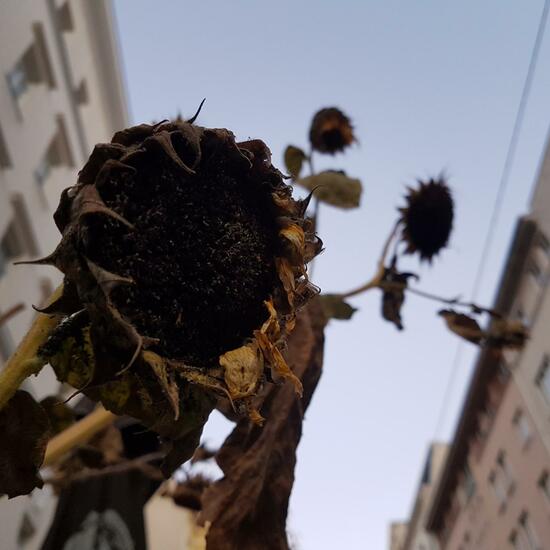 Sunflower: Plant in habitat Flowerbed in the NatureSpots App