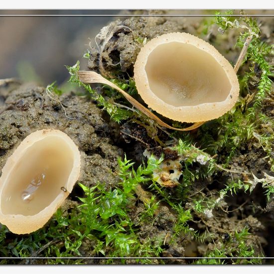 Tarzetta catinus: Mushroom in habitat Garden in the NatureSpots App