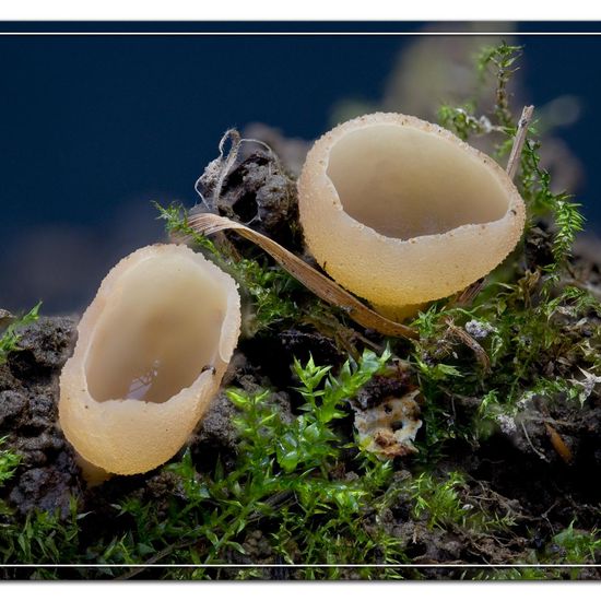Tarzetta catinus: Mushroom in habitat Garden in the NatureSpots App