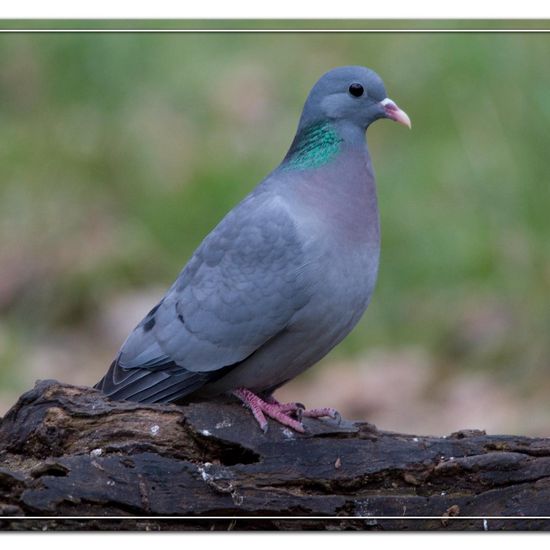 Stock Dove: Animal in habitat Backyard in the NatureSpots App