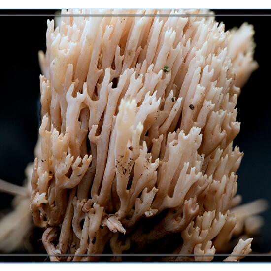 Ramaria stricta: Mushroom in habitat Road or Transportation in the NatureSpots App