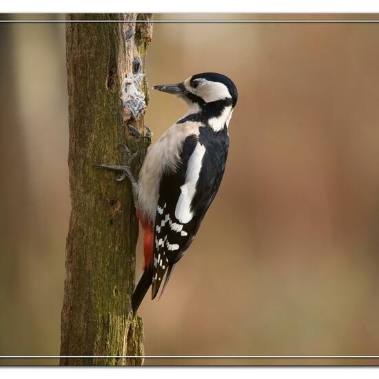 Great Spotted Woodpecker: Animal in habitat Backyard in the NatureSpots App