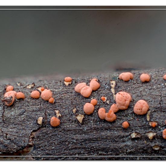 Nectria cinnabarina: Mushroom in habitat Garden in the NatureSpots App