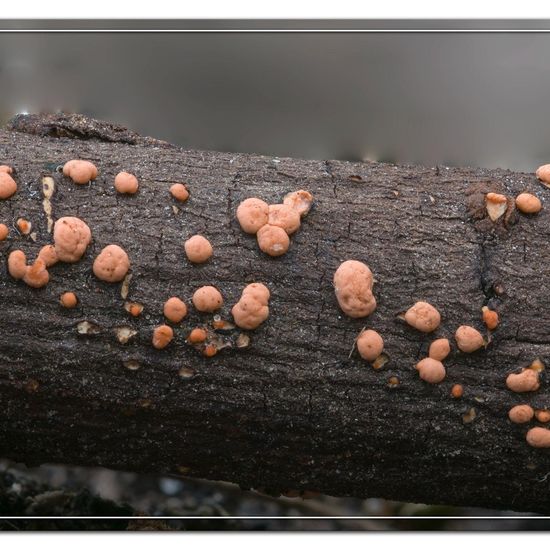 Nectria cinnabarina: Mushroom in habitat Garden in the NatureSpots App