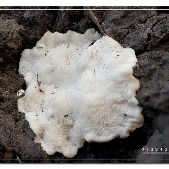 Unknown species: Mushroom in habitat Garden in the NatureSpots App