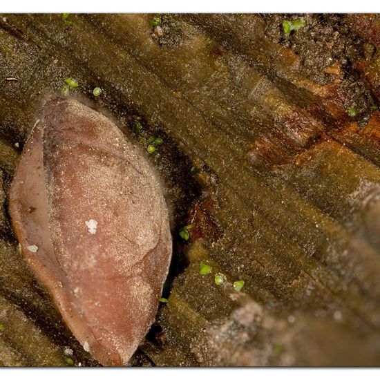 Auricularia auricula-judae: Mushroom in habitat Garden in the NatureSpots App