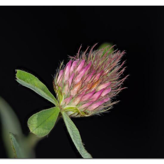 Trifolium pratense: Plant in habitat Garden in the NatureSpots App