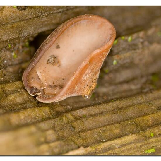 Auricularia auricula-judae: Mushroom in habitat Garden in the NatureSpots App