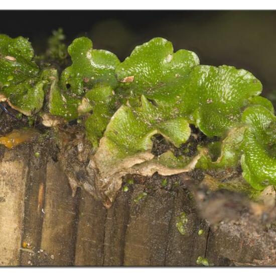 Lunularia cruciata: Plant in habitat Garden in the NatureSpots App