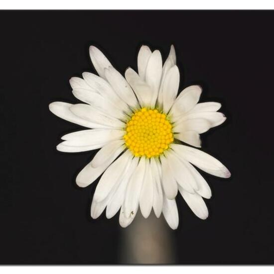 Bellis perennis: Plant in habitat Garden in the NatureSpots App