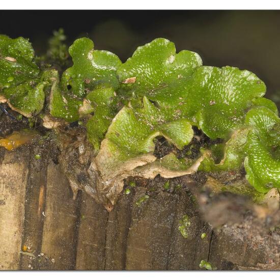 Lunularia cruciata: Plant in habitat Garden in the NatureSpots App