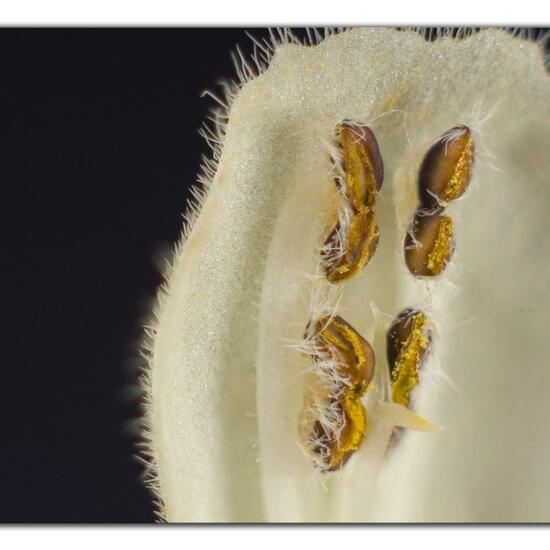 White dead-nettle: Plant in habitat Garden in the NatureSpots App