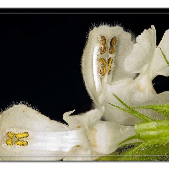 White dead-nettle: Plant in habitat Garden in the NatureSpots App
