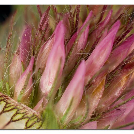 Trifolium pratense: Plant in habitat Garden in the NatureSpots App