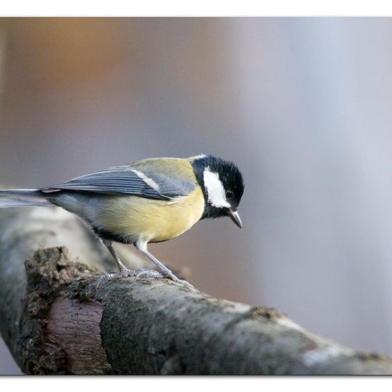 Great Tit: Animal in habitat Backyard in the NatureSpots App