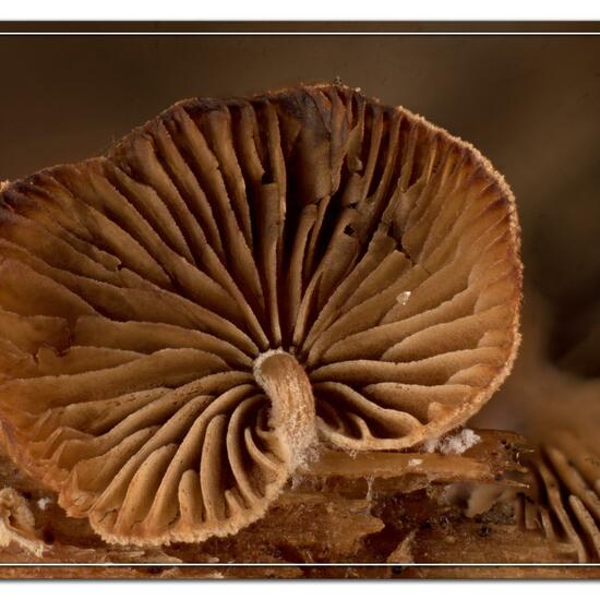 Deconica horizontalis: Mushroom in habitat Garden in the NatureSpots App