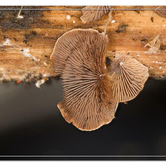 Deconica horizontalis: Mushroom in habitat Garden in the NatureSpots App
