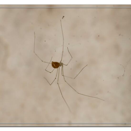 Pholcus phalangioides: Animal in habitat Living space or Indoor in the NatureSpots App