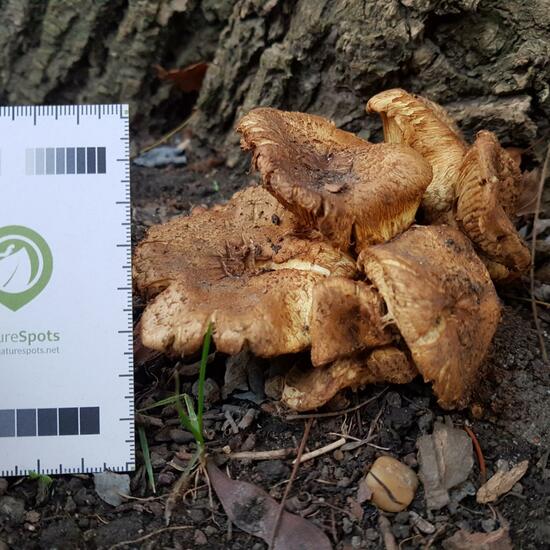 Unknown species: Mushroom in habitat Park in the NatureSpots App