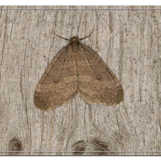 Winter Moth: Animal in habitat Garden in the NatureSpots App