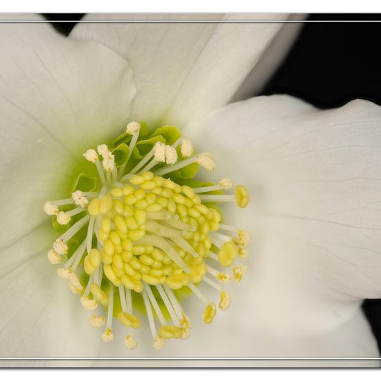 Helleborus: Plant in habitat Living space or Indoor in the NatureSpots App