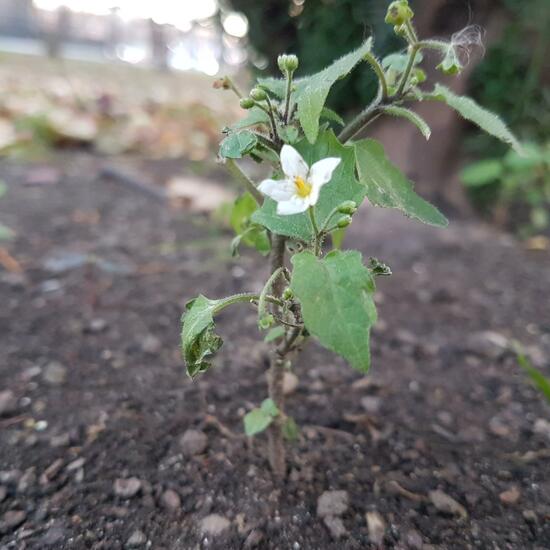 Solanum nigrum: Plant in habitat Park in the NatureSpots App
