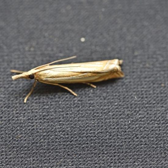 Crambus pascuella: Animal in habitat Garden in the NatureSpots App