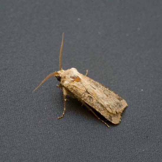 Agrotis segetum: Animal in habitat Garden in the NatureSpots App