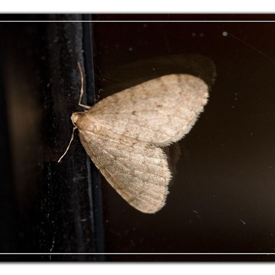 Winter Moth: Animal in habitat Garden in the NatureSpots App