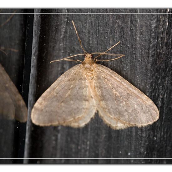 Winter Moth: Animal in habitat Garden in the NatureSpots App