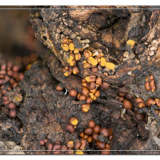 Unknown species: Mushroom in habitat Garden in the NatureSpots App