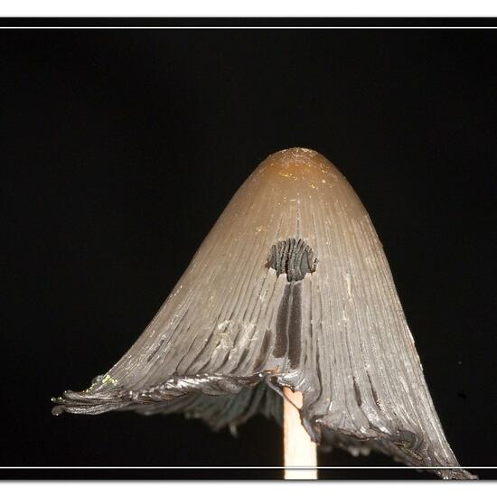 Coprinopsis lagopus: Mushroom in habitat Garden in the NatureSpots App