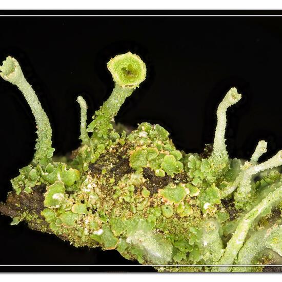 Cladonia fimbriata: Mushroom in habitat Garden in the NatureSpots App