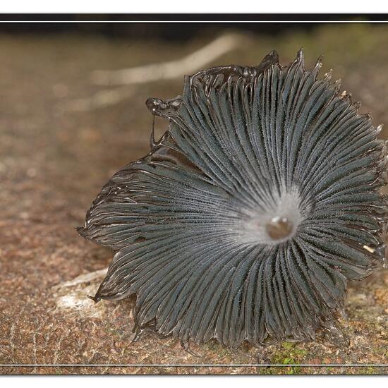 Coprinopsis lagopus: Mushroom in habitat Garden in the NatureSpots App