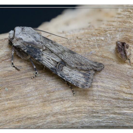 Agrotis puta: Animal in habitat Garden in the NatureSpots App