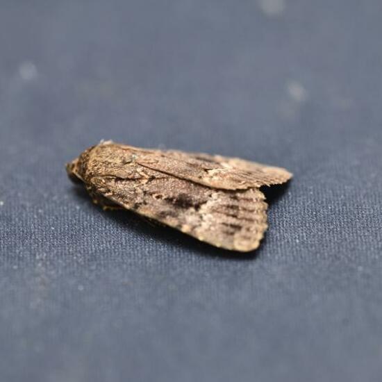 Copper Underwing: Animal in habitat Garden in the NatureSpots App