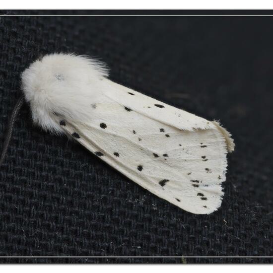 Spilosoma lubricipeda: Animal in habitat Garden in the NatureSpots App